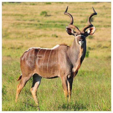 15 - Greater Kudu Greater Kudu, Eastern Cape, Animals Friendship, Extinct Animals, Wild Life, 귀여운 동물, Goldfish, Tao, Mammals