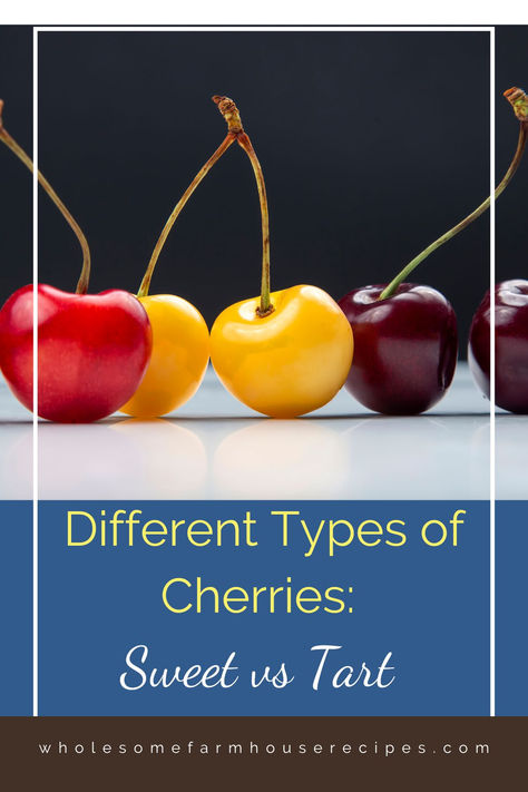 different varieties of fresh cherries Types Of Cherries, Black Cherries, Bing Cherries, Survival Gardening, Food Forest, Cherry Tart, Black Currants, Sweet Cherries, Black Cherry