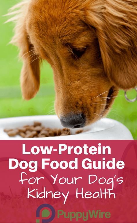 In this guide we cover everything you need to know about low protein dog food diets, our top 5 picks, and tips switching your dog to a low protein dog food diet. Food For Kidney, Low Protein Foods, Low Protein Dog Food, Low Protein Diet, Magnesium Rich Foods, Kidney Recipes, Dog Foods, Dog Health Tips, Magnesium Deficiency