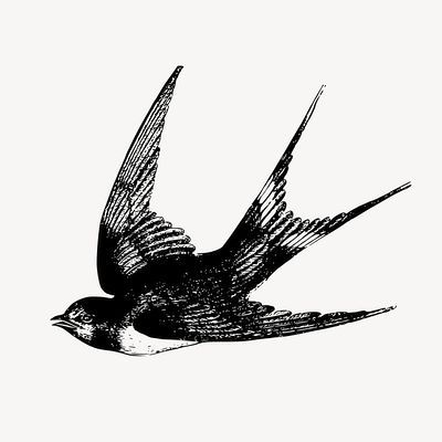 Swallow Bird Drawing, Swallow Bird Tattoos, Vintage Bird Illustration, Bird Drawing, Bird Clipart, Swallow Bird, Hummingbird Tattoo, Line Art Tattoos, Dark Tattoo