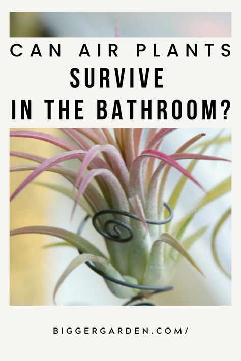 Can the moisture and light in your bathroom sustain delicate air plants? Explore the surprising answers and gardening insights by reading on and following us for more. Air Plants In Shower Ideas, Bathroom Air Plants, Air Plant Bathroom, Air Plants In Bathroom, Airplant Displays, Plants In Bathrooms, Tillandsia Ideas, Types Of Air Plants, Wall Terrarium