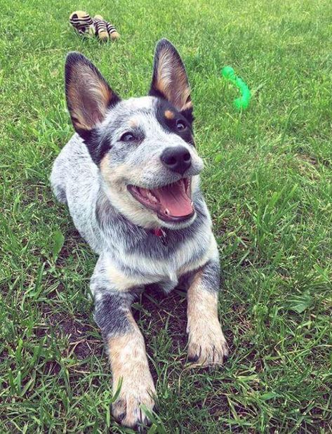 135 Male Blue Heeler Names | The Paws Blue Heeler Puppy Names, Best Male Dog Names, Male Dog Names, Australian Cattle Dog Puppy, Cattle Dog Puppy, Boy Dog Names, Blue Heeler Puppies, Dog Breed Names, Best Dog Names