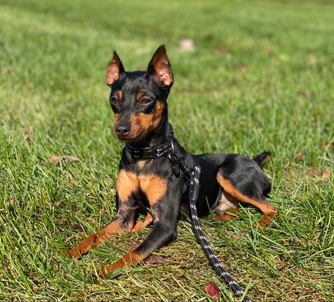 One year old Miniature Pinscher dog Minicher Pincher Dogs, Doberman Pinscher Uncropped, Miniature Pinscher Art, Miniature Pinscher Puppy, Miniature Pinscher And Doberman, Miniature Pinscher Dog, Min Pins, Pinscher Dog, Best Puppies