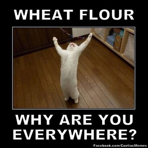 Gluten Free Meme Gluten Free Jokes, Gluten Free Humor, Gluten Free Quotes, Cats Meowing, Celiac Awareness, Diet Humor, Gluten Free Living, Gluten Sensitivity, Gluten Intolerance