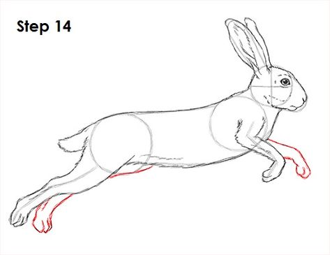 Hare Jackrabbit Drawing 14 Hare Drawing, Hare Illustration, Animal Tutorial, Drawing Instructions, Rabbit Drawing, Clay Works, Bunny Drawing, Jack Rabbit, Rabbit Art