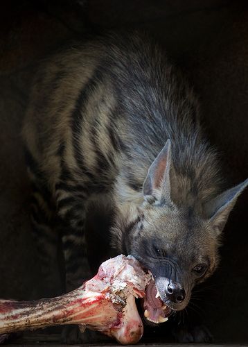 Brown Hyena, Striped Hyena, African Wild Dog, Wild Dogs, Animal Sketches, Hyena, African Animals, They Live, Animal Photo