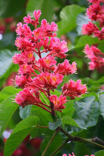 RED CHESTNUT Chestnut Flower, Healing Flowers, Bach Flowers, Red Chestnut, Bach Flower Remedies, Flower Remedy, Chestnut Trees, Flower Essences, Flower Therapy