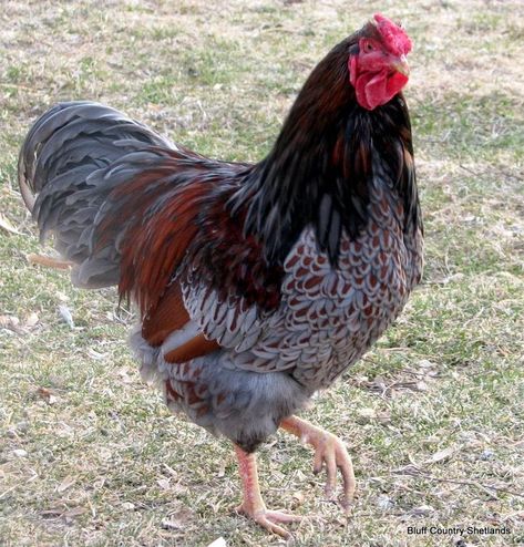 Blue Laced Wyandotte Rooster.. Ours name is Romeo | Hobbies | Pinterest |  Beautiful, Roosters and Names Blue Laced Wyandotte, Wyandotte Rooster, Blue Laced Red Wyandotte, Laced Wyandotte, Wyandotte Chicken, Chicken Pictures, Fancy Chickens, Beautiful Chickens, Laying Hens