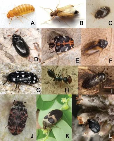 Dermestid Beetles, Carpet Beetles, Insect Wall, The Beetle, Beetles, Ants, Bugs, Insects, Carpet