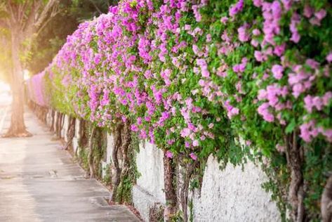 23 Plants You Can Grow Instead of a Fence for Privacy & Lush Green Look Bougainvillea Fence, Fast Growing Shrubs, Leyland Cypress, Fence Plants, Screen Plants, Green Fence, Coconut Bowls, Privacy Plants, Privacy Landscaping