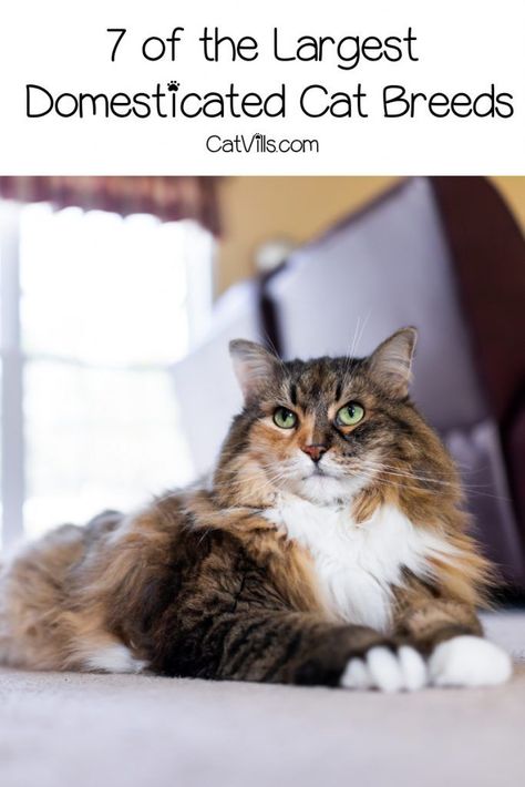 Curious about the largest cat breeds? While lions and tigers dominate in the wild, these 7 kitties are the biggest in the domestic cat world. Fluffy Cat Breeds, Largest Domestic Cat, Large Domestic Cat Breeds, Best Cat Breeds, Large Cat Breeds, Domestic Cat Breeds, Russian Blue Cat, Siberian Cat, Cat Training