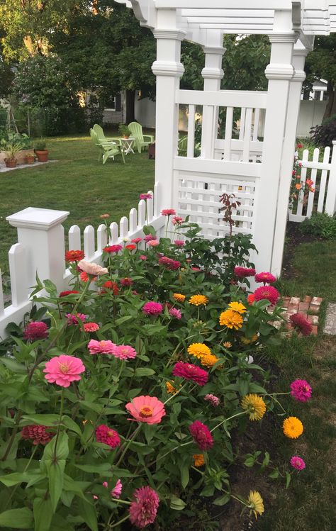 Zinnia Love Zinnia Container, Zinnia Flower Bed, Dream Homestead, Backyard Flowers Beds, Country Garden Design, Zinnia Garden, Golden Afternoon, Garden Friends, Container Garden Design