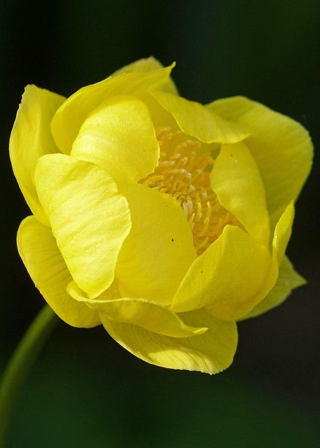 Trollius Europaeus, Globe Flowers, Globe Flower, Yellow Bouquets, Rare Orchids, Blossom Garden, 강아지 그림, Flowering Trees, Yellow Flower