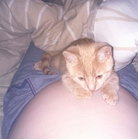 Kitten Cuddling, Kitten Cuddle, Pregnancy Belly Photos, Ginger Kitten, Belly Photos, Pregnancy Goals, Baby Inside, Cute Asian Babies, Asian Babies