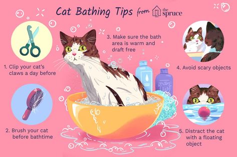 Best Cat Accessories, Kitten Stuff, Cat Wash, Katt Grejer, Getting A Kitten, Cat Tips, Cat Bath, Cat Hacks, Cat Info