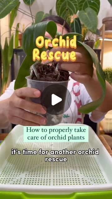 Orchid Repotting Videos, Orchards Flowers Orchids, Reporting Orchids, How To Take Care Of Orchids Plants, Replanting Orchids, How To Replant Orchids, Orchid Planter Ideas Diy, Orchids Care For Beginners, Orchid Care Rebloom