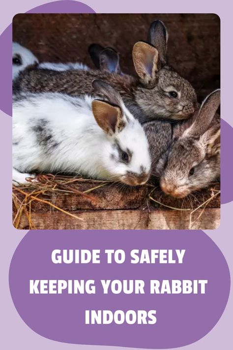 Your rabbit can live indoors. They are easy to house-train and can live in various indoor environments. This article is your guide to safely keep your rabbit inside your house. #rabbits #petrabbit #rabbitindoors Indoor Rabbit, Rabbit Eating, Rabbit Care, Indoor Pets, Pet Rabbit, Animal House, Litter Box, Rabbits, How To Stay Healthy