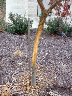 Trees May Need Protection from Male Deer in Autumn - TreesCharlotte Deer Rut, Deer Repellant, Metal Fence Posts, Male Deer, Chicago Botanic Garden, Whitetail Bucks, Hardware Cloth, Fertilizer For Plants, Metal Fence