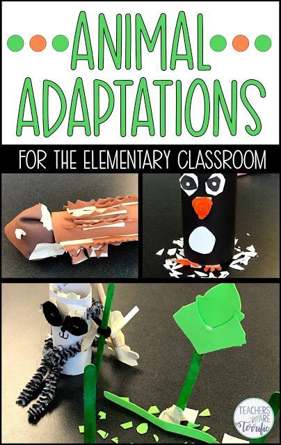 Animal Adaptations! Students listen to or view a picture book about animal features and then design a model with an adaptation. The resource includes a teacher's guide, photos, lab sheet, and a scoring rubric. #STEM #elementary #animaladaptations Animal Adaptations Activities, Adaptations Activities, Create An Animal, Steam Challenges, Animal Features, Interactive Notes, Stem Elementary, Animal Adaptations, Stem Challenge