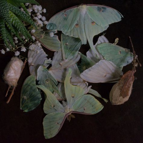 TheButterflyBabe.com || LUNA MOTH (ACTIAS LUNA) Moth On Flower, Luna Moth Aesthetic, Dark Fairycore, Catty Noir, Grunge Fairycore, Fairy Aesthetic, Luna Moth, Green Butterfly, Forest Fairy