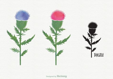 Watercolor Thistle, Thistle Design, Scottish Thistle, Free Vectors, Pottery Painting, Free Vector Art, Free Downloads, Downloadable Art, Vector Art