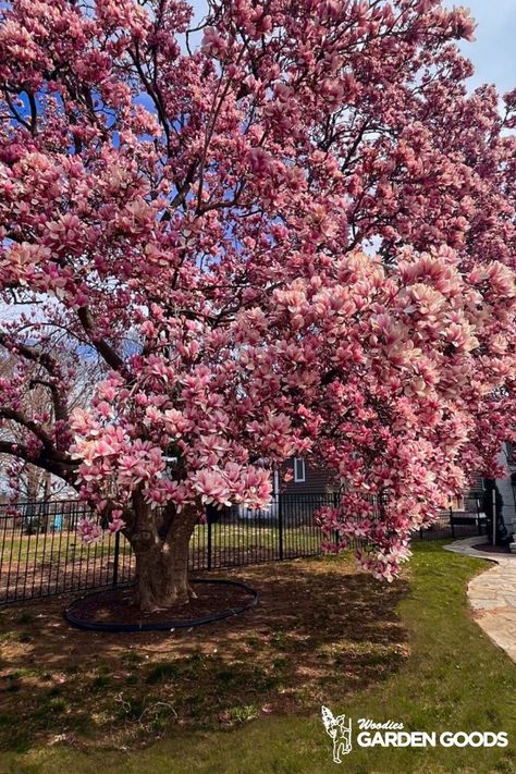 Magnolia Tree Front Yard, Tulip Meadow, Magnolia Tree Landscaping, Jane Magnolia Tree, Saucer Magnolia Tree, Southern Magnolia Tree, Spring Blooming Trees, Saucer Magnolia, Farm Landscaping