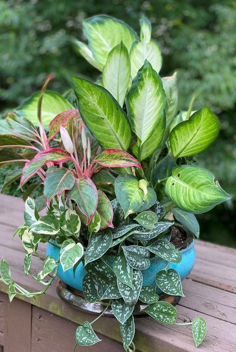 It's like a summer vacay for your indoor plants. ☀️ Paper Orb, Interior Gardens, Houseplant Decor, Moving Plants, Shallow Planters, Plantas Interior, Houseplants Decor, Planter Arrangements, Garden Wood