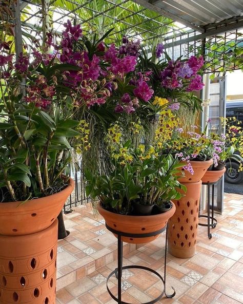 Orchid Stand Ideas, Orchid Potting Ideas, Orchid Trellis, Orchid Stand, Privacy Fence Landscaping, Courtyard Plants, Small Tropical Gardens, Tropical Landscapes, Orchid Plant Care