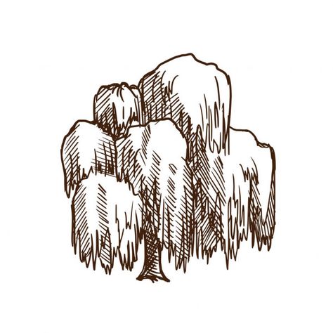 Weeping Willow Drawing, Weeping Willow Tree Drawing, Willow Drawing, Willow Tree Drawing, Weeping Willow Tree, Tree Vector, Landscape Sketch, Weeping Willow, Tree Drawing