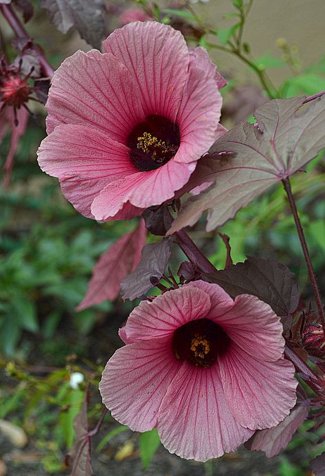 Cranberry Hibiscus grown from seed this year now blooming Cranberry Hibiscus, Florida Garden, Growing Seeds, Garden Of Eden, Hibiscus Flower, Little Garden, Central Florida, Hibiscus Flowers, Botanical Gardens