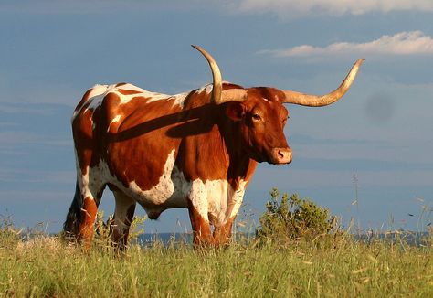 Texas Longhorn Steer | by Outdoor Exposure by Denise Old Cowboy, Longhorn Steer, Longhorn Cattle, Longhorn Cow, Long Horn, Bull Art, Pull Cart, Big Horses, Cow Pictures