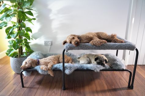 Comfortable and luxurious dog bunk beds Twin Mattress Dog Bed, Dog With Blanket, Multi Dog Household, Dog Bedroom Ideas, Diy Elevated Dog Bed, Dog Bed Elevated, Dog Bunk Beds, Raised Dog Bed, Big Dog Beds