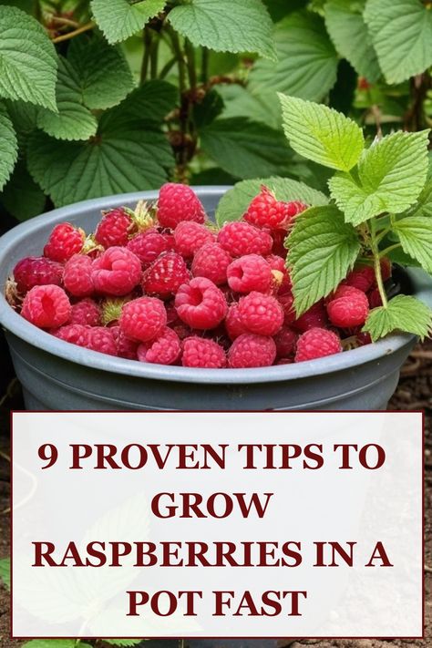 Discover the joy of growing juicy raspberries in a pot with these easy steps. Whether you're a gardening beginner or simply looking to save space, this guide will show you how to successfully cultivate raspberries in containers. Learn about the best potting mix, ideal sunlight conditions, and proper watering techniques for nurturing your raspberry plants. With proper care and maintenance, you can enjoy a bountiful harvest of fresh raspberries right from your own porch or balcony. Raspberry In Pots, Container Raspberries, Grow Raspberries, Small Trellis, Growing Raspberries, Bamboo Stakes, Raspberry Plants, Plant Nutrients, Fresh Raspberries