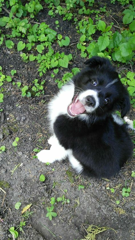 Collie Puppies, Border Collie Puppies, Really Cute Dogs, Cute Dog Pictures, Cute Little Puppies, Happy Puppy, Border Collies, Little Puppies