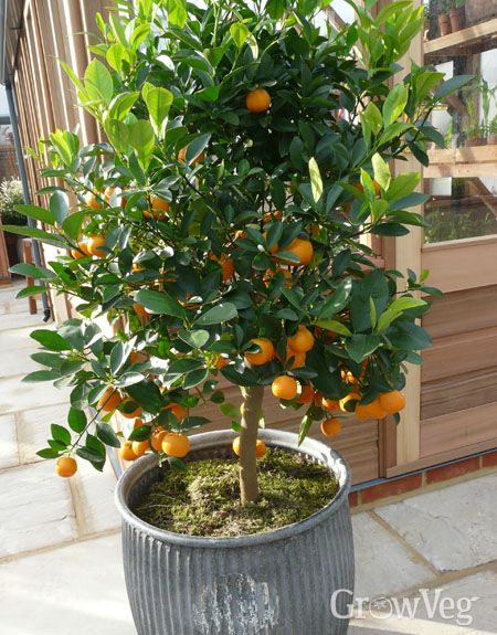 Growing Citrus, Citrus Garden, Vegetable Garden Planner, Citrus Plant, Growing Fruit Trees, Citrus Trees, Potted Trees, Potting Soil, Trees And Shrubs