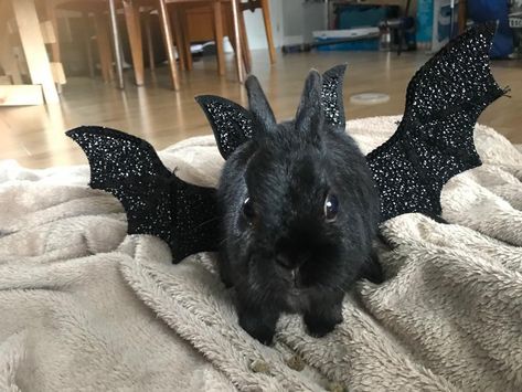 Little George hopes you had a lovely Halloween #rabbit #rabbits #rodent #pet Halloween Rabbit, Rabbit Halloween, Rabbit Accessories, Bunny Cages, Cute Bunny Pictures, Black Bunny, Kawaii Bunny, Pet Bunny