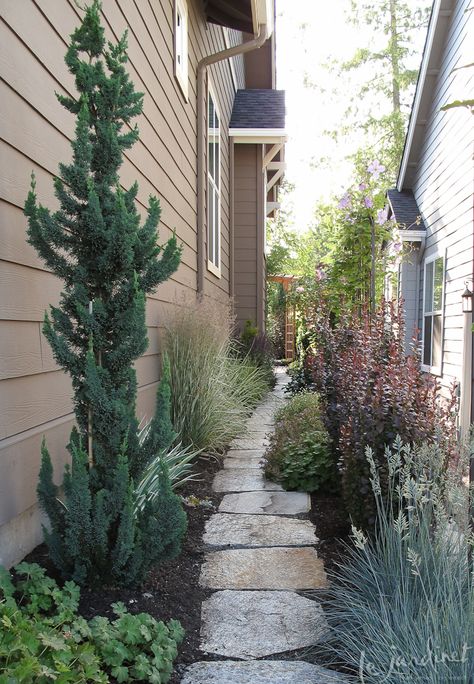 SEVERAL SKINNY CONIFERS FOR TIGHT SPACES ('The huggable 'Wissel's Saguaro' false cypress) Landscape Shrubs, False Cypress, Evergreen Landscape, Conifers Garden, Narrow Garden, Side Yard Landscaping, Landscaping Software, Garden Shrubs, Stone Path