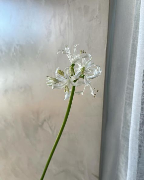 White Nerine - Heritage Floral Co. Sydney wedding florist at 12 Micron Nerine Lily, Botanica Wedding, Southern Highlands, Sydney Wedding, Seasonal Flowers, Wedding Florals, Wedding Florist, Camera Roll, Floral Wedding