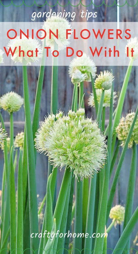 Onion Flowers: What To Do With It | Crafty For Home Garlic Blooms, Leek Plant, Onion Plant, Flowers For The Garden, Onion Flowers, Green Onions Growing, Garlic Flower, Gardening Design Diy, Chive Flower