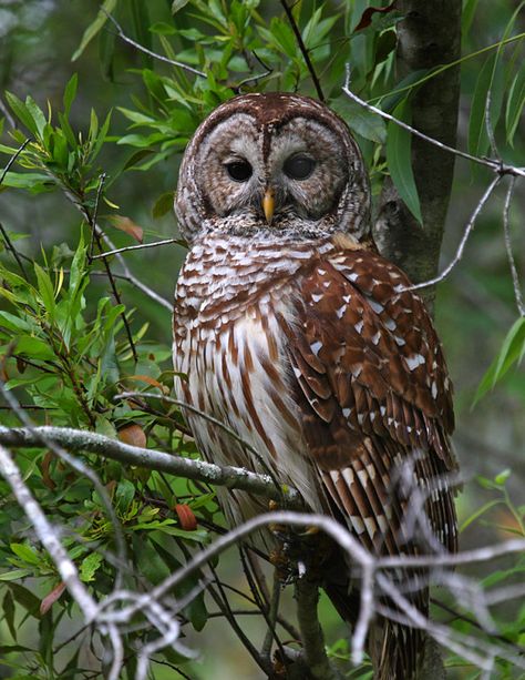 hoot owls have such pretty feathers Awesome Owls, Beautiful Owls, Owl Photography, Wise Old Owl, Barn Owls, Barred Owl, Owl Photos, Hoot Owl, Owl Gifts