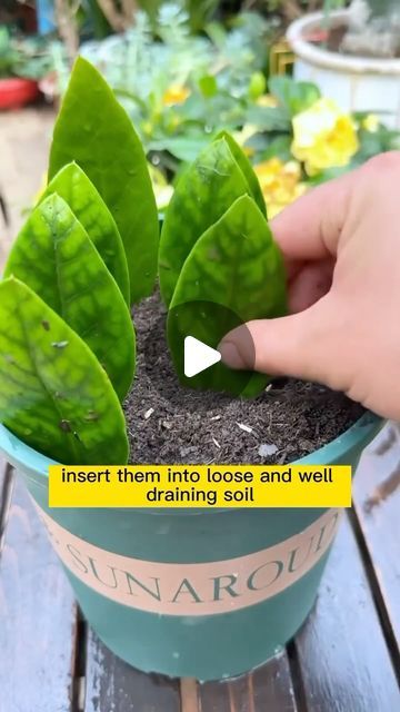 Seed to Flower on Instagram: "Don’t miss out on this free plant propagation opportunity! #gardening #garden #gardeningtips #gardenlife #tips #plant #plants #planting #gardenlovers #greenary #gardenlove #greenliving #plantlover #backyardgarden" Easiest Plants To Propagate, Plant Propagation Ideas, How To Propagate Plants, Flower Propagation, Rooting Plants, Gardening Inside, Succulent Planting, Root Plants, Garden Hacks Diy