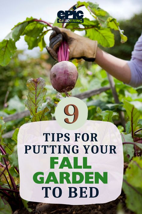 A gardener holding up a large beet root picked from the garden Fall Garden Preparation, Fall Garden Prep, Cold Weather Plants, Spring Blooming Flowers, Fall Prep, Garden Prepping, Dig Gardens, Starting A Vegetable Garden, Fall Garden Vegetables