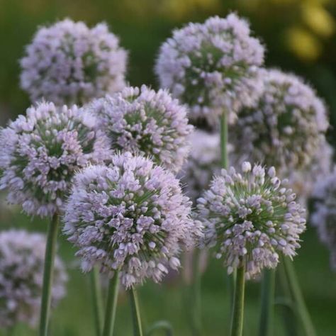 Allium 'Bobblehead' Ornamental Onion Green Roof Planting, Ornamental Onion, Growing Hibiscus, Proven Winners Perennials, Drought Tolerant Perennials, Growing Peonies, Hosta Plants, Fragrant Garden, Garden Calendar