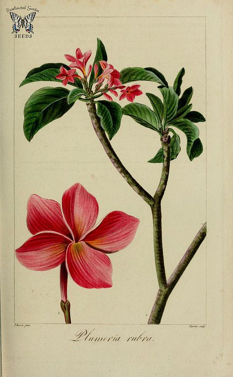 Frangipani, pagoda tree, red jasmine,  Plumeria rubra. Herbier général de l’amateur, vol. 8 (1817-1827) [P. Bessa] Red Jasmine, Flower Plumeria, Plumeria Tattoo, Plumeria Tree, Thai Flower, Image Vintage, Flower Drawing Tutorials, Botanical Illustration Vintage, Vintage Botanical Prints