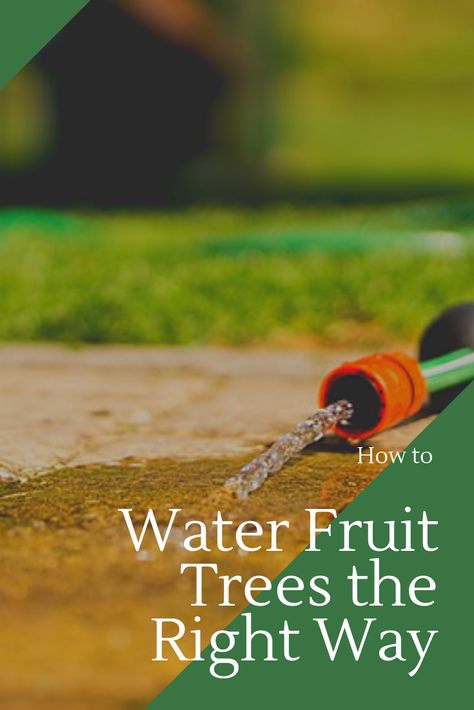 Florida Fruit Trees Backyard, Apple Tree Care, Watering Trees, Pruning Trees, Fruit Trees Backyard, Water Preservation, Farm Orchard, Fruit Trees In Containers, Pruning Plants