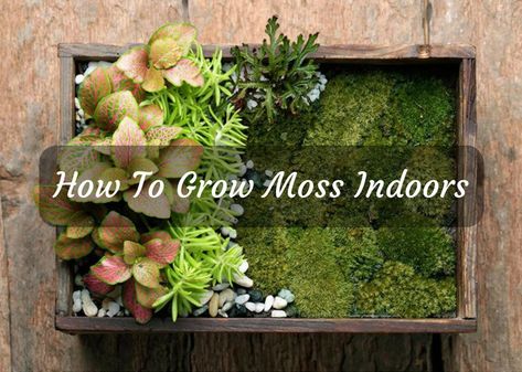 Moss Indoors, Moss Terrarium Ideas, Landscaping Bushes, Moss Projects, Landscape Bushes, Grow Moss, Moss Planter, Dog Farm, Wonderland Garden