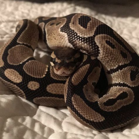 Ball Python Aesthetic, Snake Aestethic, Golden Snake Aesthetic, Big Snake Aesthetic, Snake Pets Aesthetic, Pet Snake Aesthetic, Ball Python Pet, Corn Snake Pet Aesthetic, Snake Tank