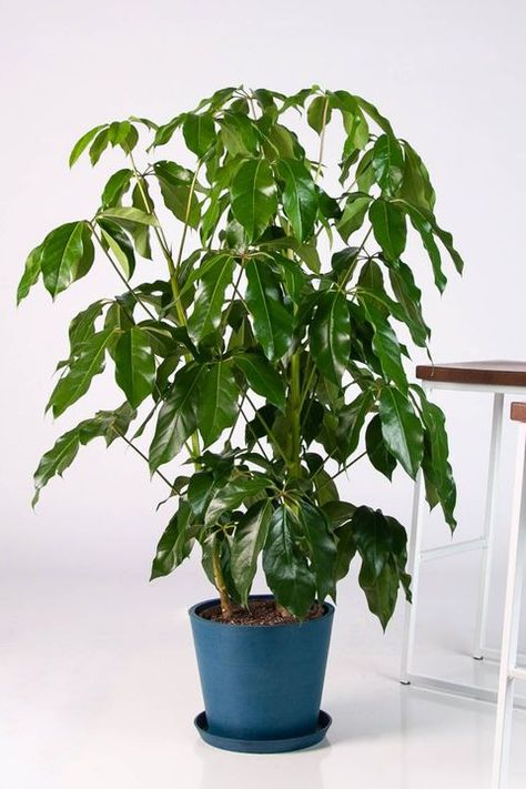 20 Best Tall Indoor Plants - Best Indoor Trees For Your Home Umbrella Plant, Tall Indoor Plants, Plant Types, Large Indoor Plants, Umbrella Tree, Best Umbrella, Architecture Model Making, Money Trees, Tall Plants