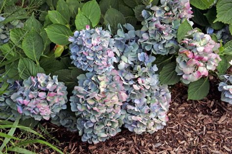 Tips for Drying Blue Hydrangea Flowers - Hyannis Country Garden Drying Hydrangeas, Lace Cap Hydrangea, Smooth Hydrangea, Panicle Hydrangea, Blue Hydrangea Flowers, Dried Hydrangeas, Blue Hydrangeas, Tips For Success, Hydrangea Flowers