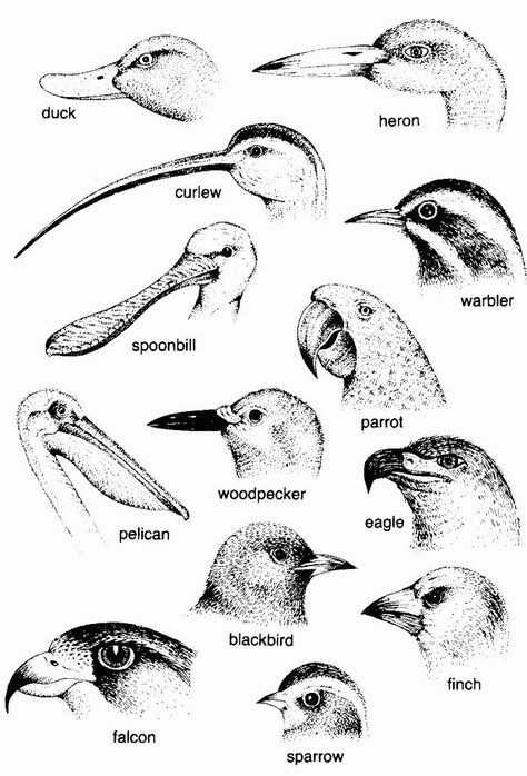 Bird Beaks and Bird Resources Bird Beaks Drawing, Backyard Nature, Ranger Rick, Bird Beaks, Animal Adaptations, Bird Identification, Bird Song, Bird Free, Birds Art